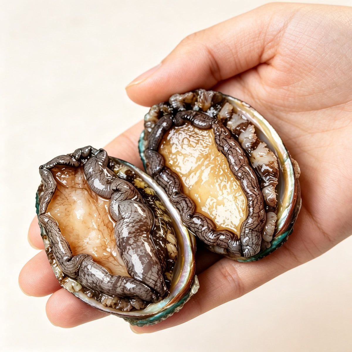Two whole abalone held in a hand, shells intact and meat glossy